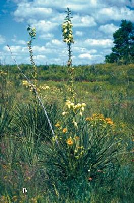 Yucca arkansana subsp. freemanniKolonie im Grasland in Texas