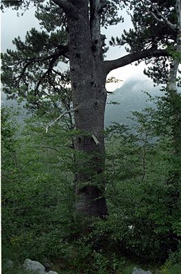 Schlangenhaut-Kiefer (Pinus heldreichii)