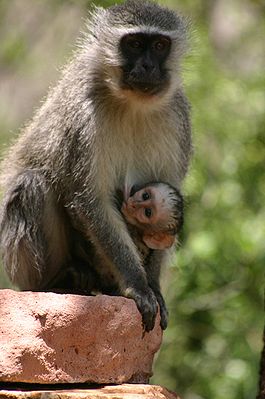 Cercopithecus aethiops00.jpg