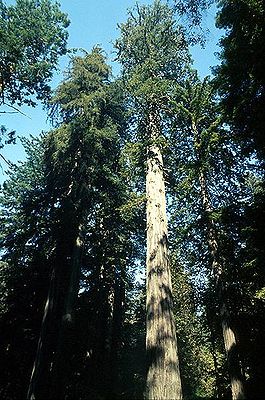 Küstenmammutbaum (Sequoia sempervirens)