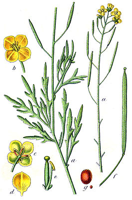 Schmalblättriger Doppelsame (Diplotaxis tenuifolia), Illustration