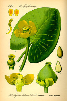 Gelbe Teichrose (Nuphar lutea), Illustration