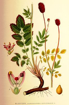Großer Wiesenknopf (Sanguisorba officinalis) aus: Carl Axel Magnus Lindman (1856-1928): Bilder zur Nordens Flora
