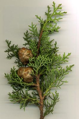 Trauerzypresse (Cypressus sempervirens), Zweig mit Zapfen.