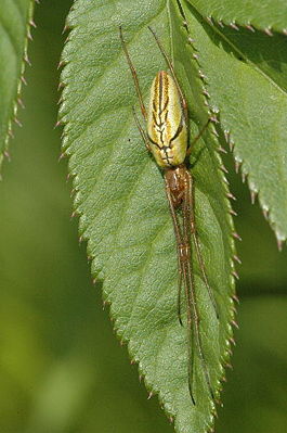 Gemeine Streckerspinne (Tetragnatha extensa)