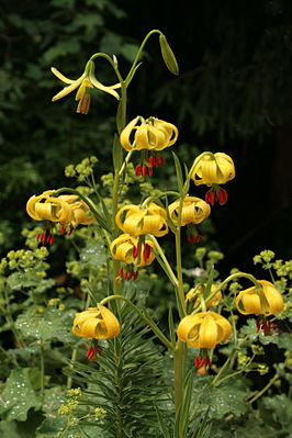 Pyrenäen-Lilie (Lilium pyrenaicum)