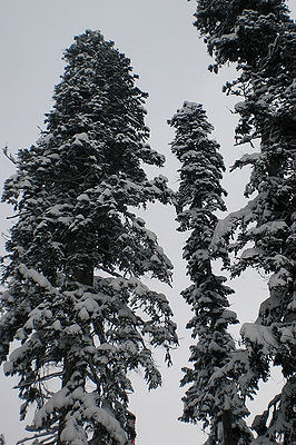 Schneebedeckte Altbäume der Nordmann-Tanne (Abies nordmanniana).