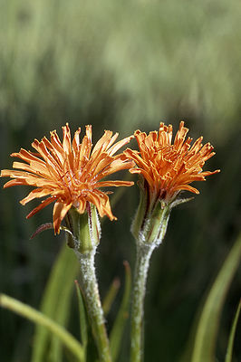 Einzeln stehende Blütenstände von Agoseris aurantiaca.