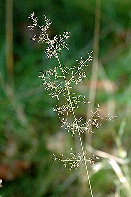 Rispe des Hunds-Straußgrases (Agrostis canina)