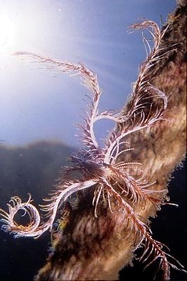 Antedon mediterranea.jpg
