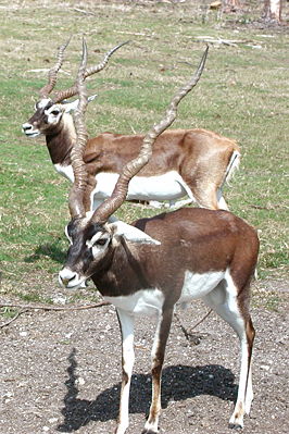 Männliche Hirschziegenantilope