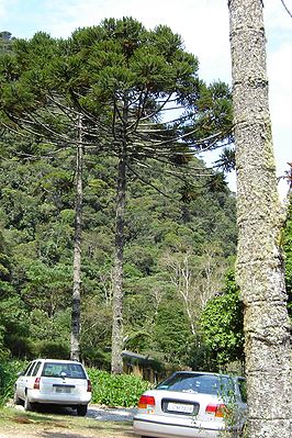 Brasilianische Araukarien (Araucaria angustifolia)