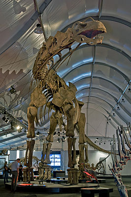 Nachbildung des rekonstruierten Skeletts bei einer Sonderausstellung des Naturmuseums Senckenberg