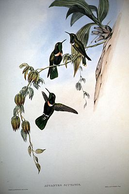 Augastes scutatus gemalt von John Gould