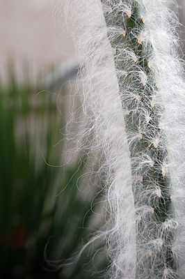 Austrocylindropuntia vestita (Cotton Coral Cactus).jpg