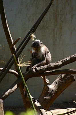 Rußmangabe (Cercocebus atys)