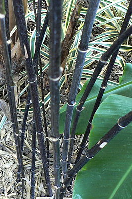 Schwarzrohrbambus (Phyllostachys nigra)