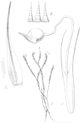 Blindia magellanica