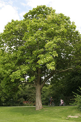 Gewöhnlicher Trompetenbaum (Catalpa bignonioides)