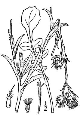 Centaurea melitensis USDA.jpg