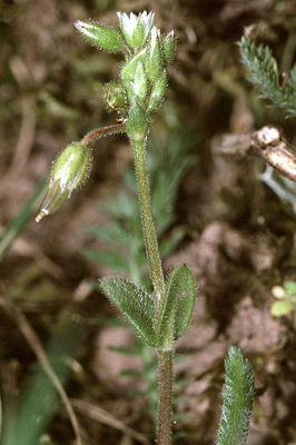 Bleiches Hornkraut (Cerastium glutinosum)
