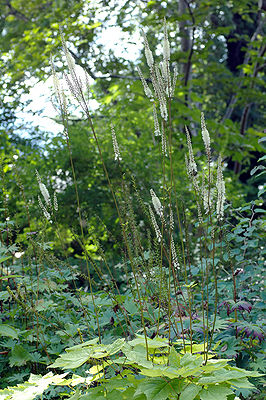 Bärenklau-Silberkerze (Actaea heracleifolia)