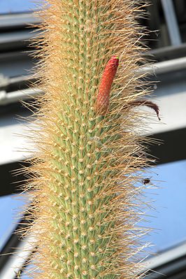 Cleistocactus tupizensis