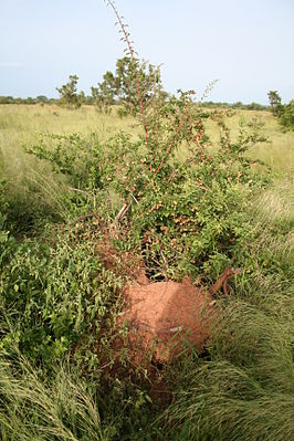 Combretum aculeatum auf einem Termitenhügel im Nationalpark W, Burkina Faso.