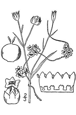Flachs-Seide (Cuscuta epilinum); Illustration