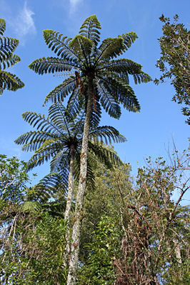 Mamaku-Baumfarn C. medullaris beheimatet in Neuseeland
