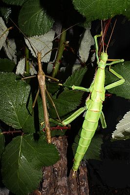 Wandelnde Bohne (Diapherodes gigantea),links Männchen, rechts Weibchen