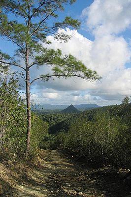 Kuba-Kiefer (Pinus cubensis) in der Nähe von Baracoa