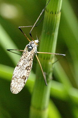 Eloeophila.maculata