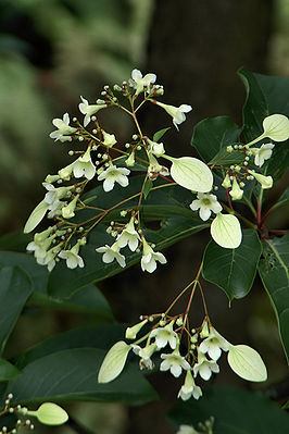 Emmenopterys henryi, Laubblätter und Blütenstände