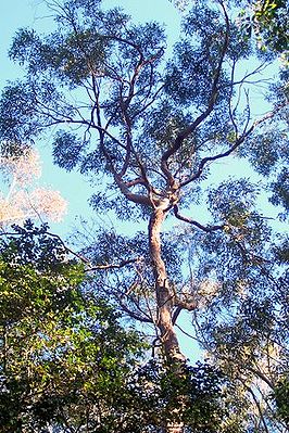 Eucalyptus resinifera Chatswood West.jpg
