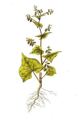 Tatarischer Buchweizen (Fagopyrum tataricum)