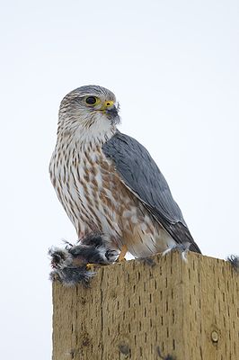 Merlin (Falco c. columbarius), Männchen