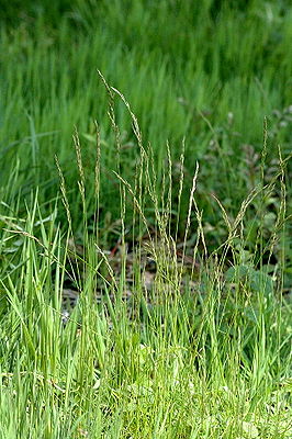 Gewöhnlicher Rot-Schwingel (Festuca rubra)