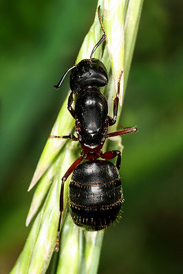 Königin der Schwarzen Rossameise  (Camponotus herculeanus)