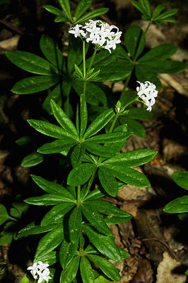 Waldmeister (Galium odoratum)