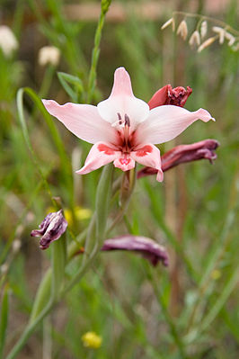 Gladiolus carneus (2).jpg