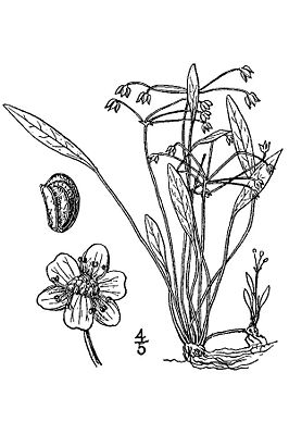 Illustration der Grasartigen Schwertpflanze (Echinodorus tenellus).