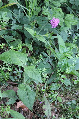 Wald-Witwenblume (Knautia dipsacifolia)