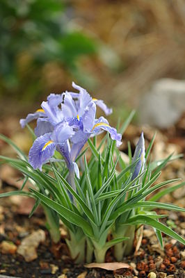 Iris planifolia 01.JPG