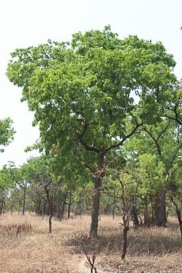 Isoberlinia doka-Trockenwald, Réserve de la Comoé-Léraba, Burkina Faso