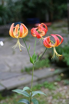 Lilium pyrophilum
