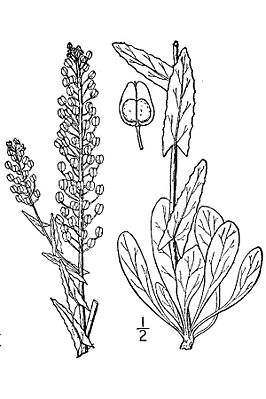 Zeichnung von Pflanzenteilen der Feld-Kresse (L. campestre)
