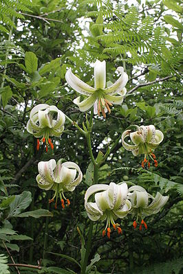 Lilium ledebourii
