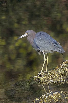 Blaureiher (Egretta caerulea)