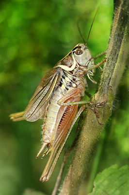 Roesels Beißschrecke (Metrioptera roeselii), Männchen